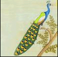Pancha-pakshi-Peacock